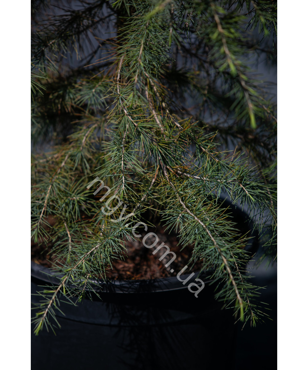Кедр гімалайський (Cedrus deodara)