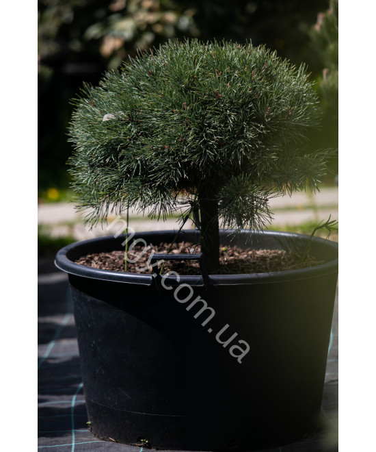 Сосна звичайна Ватерерi (Pinus sylvestris Watereri)