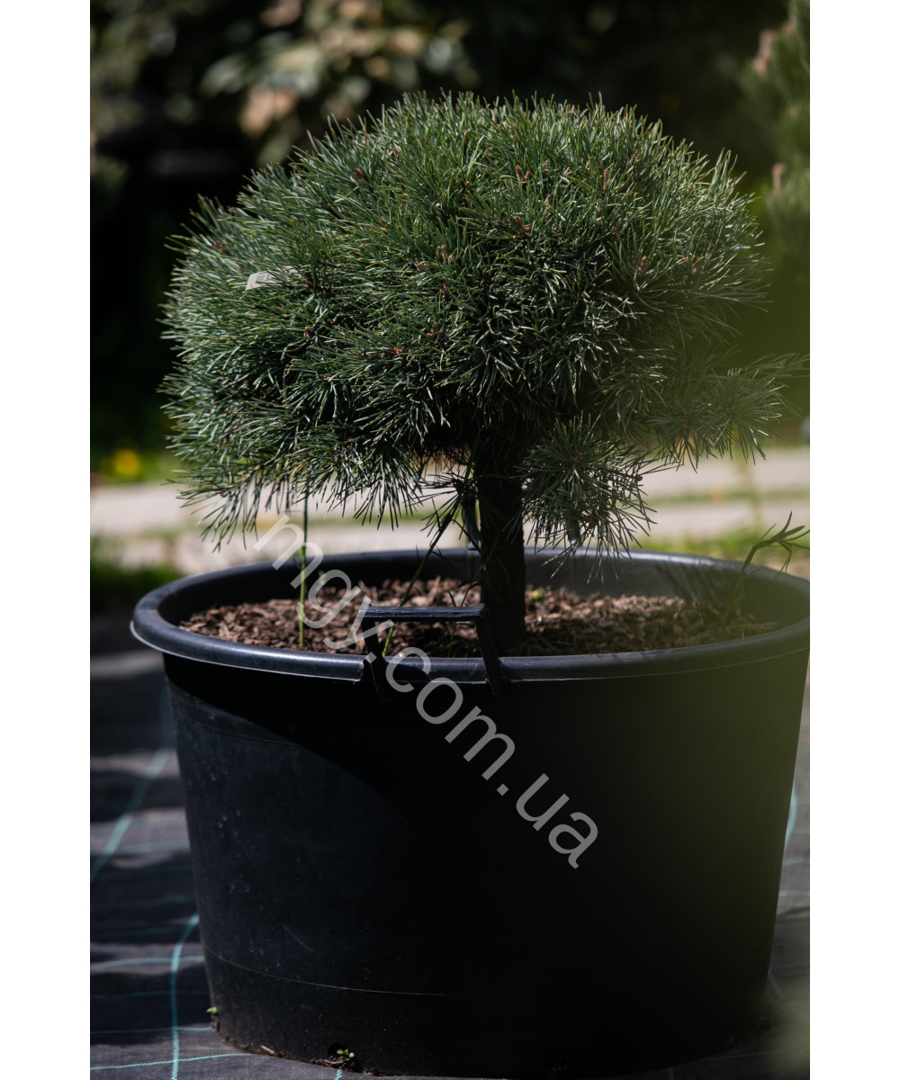Сосна звичайна Ватерерi (Pinus sylvestris Watereri)