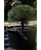 Сосна звичайна Ватерерi (Pinus sylvestris Watereri)