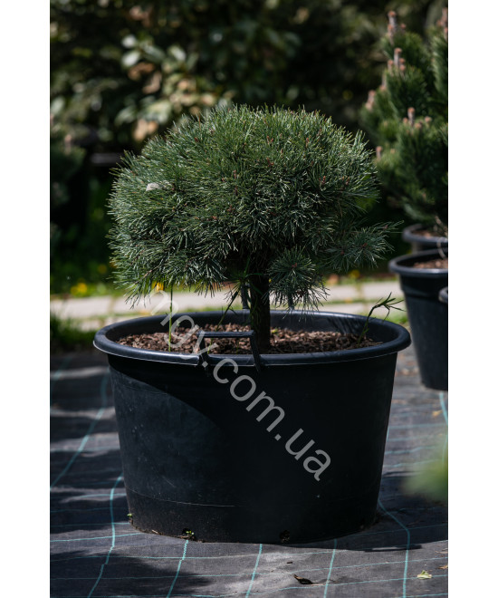 Сосна звичайна Ватерерi (Pinus sylvestris Watereri)