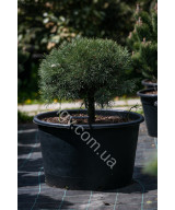 Сосна звичайна Ватерерi (Pinus sylvestris Watereri)