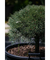 Сосна звичайна Ватерерi (Pinus sylvestris Watereri)