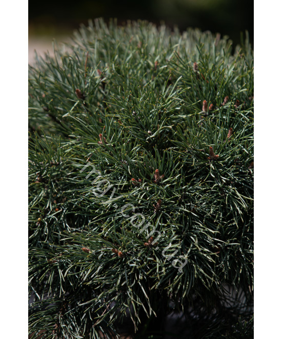 Сосна звичайна Ватерерi (Pinus sylvestris Watereri)