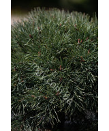 Сосна звичайна Ватерерi (Pinus sylvestris Watereri)