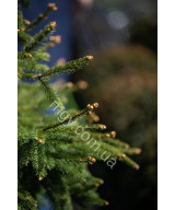 Ялиця одноколірна (Abies concolor)