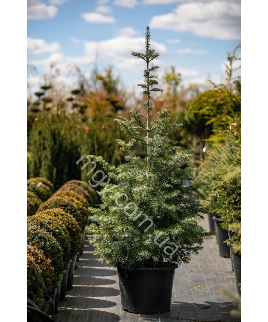 Ялиця одноколірна (Abies concolor)