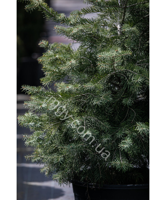 Ялиця одноколірна (Abies concolor)