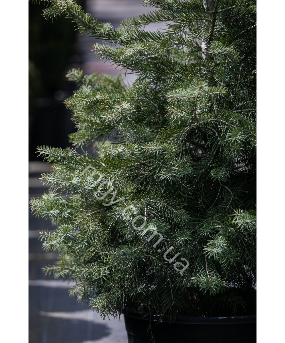 Ялиця одноколірна (Abies concolor)