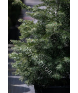 Ялиця одноколірна (Abies concolor)