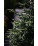 Ялиця одноколірна (Abies concolor)