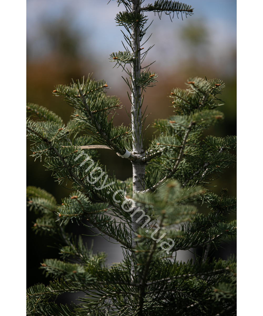 Ялиця одноколірна (Abies concolor)