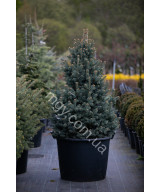 Ялиця ласіокарпа Компакта (Abies lasiocarpa Compacta)
