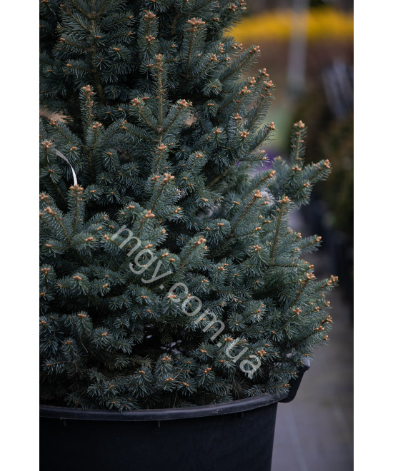Ялиця ласіокарпа Компакта (Abies lasiocarpa Compacta)