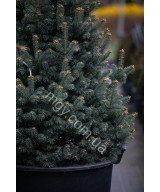 Ялиця ласіокарпа Компакта (Abies lasiocarpa Compacta)