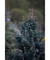 Ялиця ласіокарпа Компакта (Abies lasiocarpa Compacta)