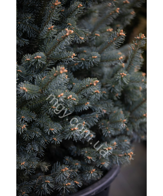 Ялиця ласіокарпа Компакта (Abies lasiocarpa Compacta)