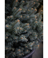 Ялиця ласіокарпа Компакта (Abies lasiocarpa Compacta)