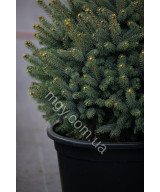 Ялина колюча блакитна Супер Блю Сідлінг (Picea pungens Super Blue Seedling)