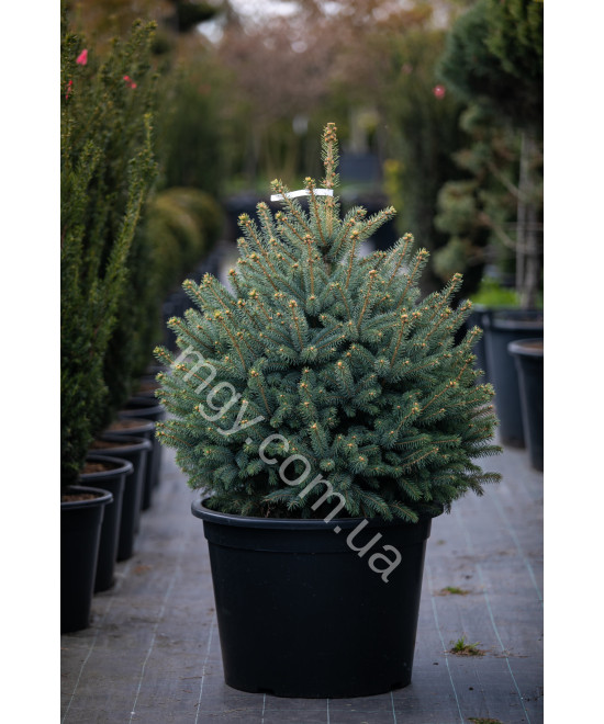 Ялина колюча блакитна Супер Блю Сідлінг (Picea pungens Super Blue Seedling)