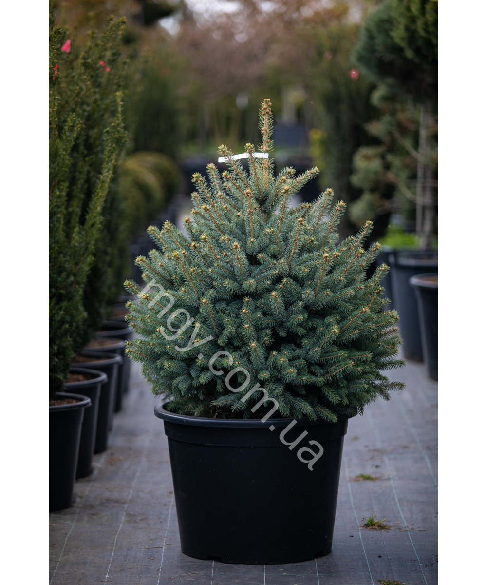 Ялина колюча блакитна Супер Блю Сідлінг (Picea pungens Super Blue Seedling)