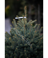 Ялина колюча блакитна Супер Блю Сідлінг (Picea pungens Super Blue Seedling)