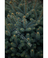 Ялина колюча блакитна Супер Блю Сідлінг (Picea pungens Super Blue Seedling)
