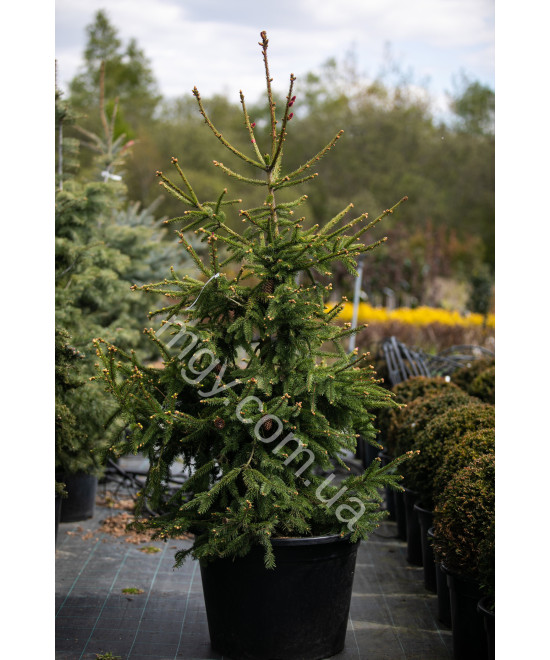 Ялина Звичайна 'Акрокона'  (Picea Abies Acrocona)
