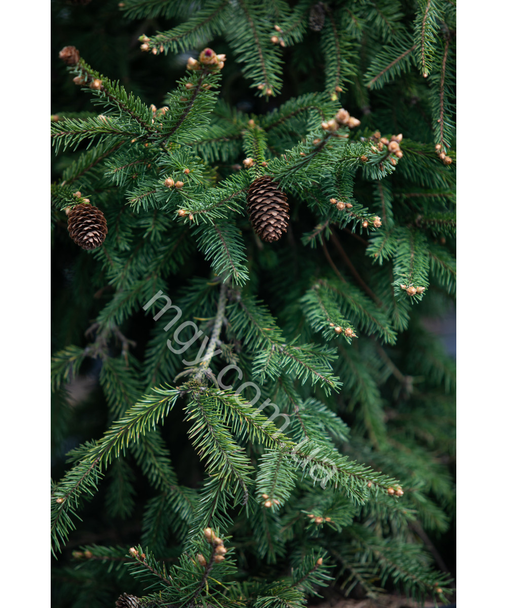 Ялина Звичайна 'Акрокона'  (Picea Abies Acrocona)