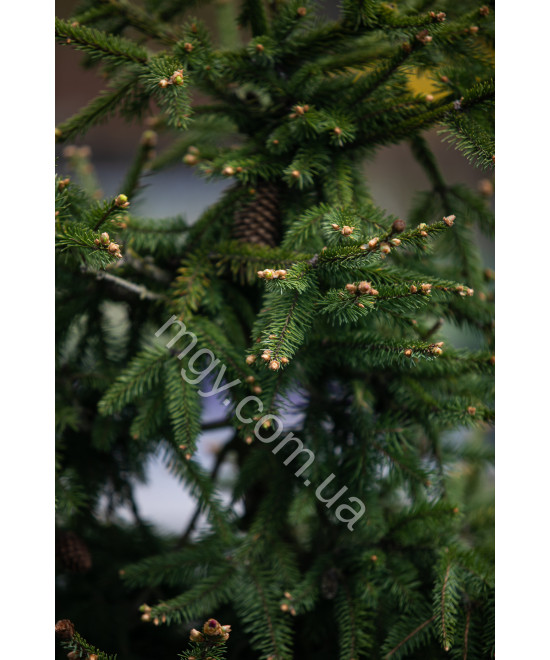 Ялина Звичайна 'Акрокона'  (Picea Abies Acrocona)