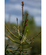 Ялина Звичайна 'Акрокона'  (Picea Abies Acrocona)