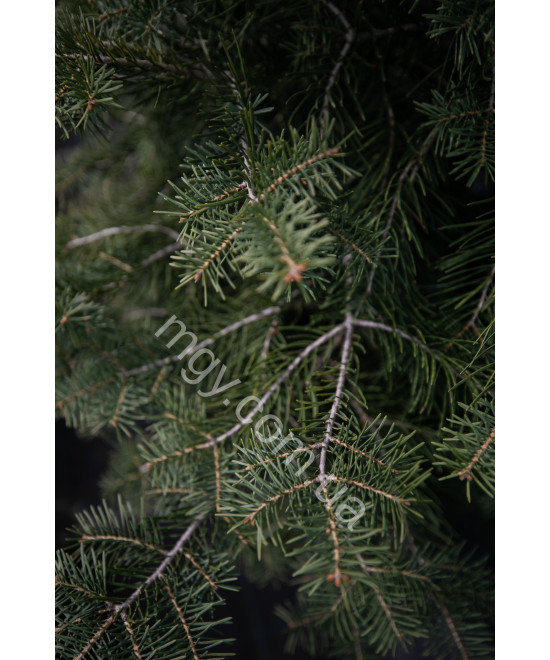 Ялина Колюча 'Блу Даймонд' (Picea Pungens Blue Diamond)