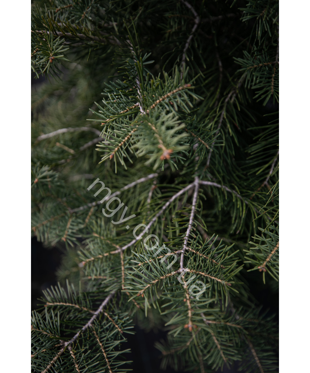 Ялина Колюча 'Блу Даймонд' (Picea Pungens Blue Diamond)