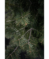 Ялина Колюча 'Блу Даймонд' (Picea Pungens Blue Diamond)