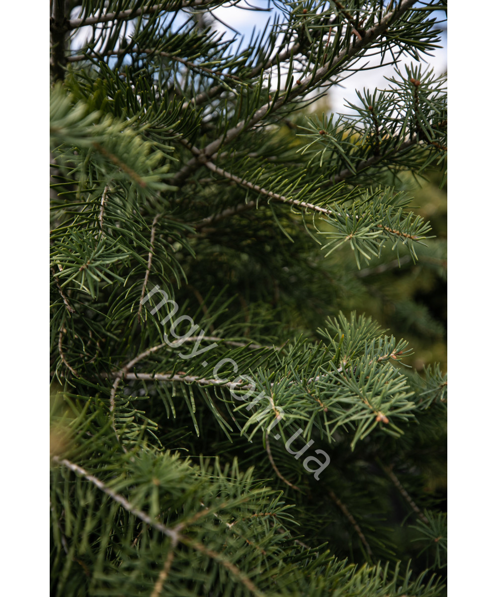 Ялина Колюча 'Блу Даймонд' (Picea Pungens Blue Diamond)
