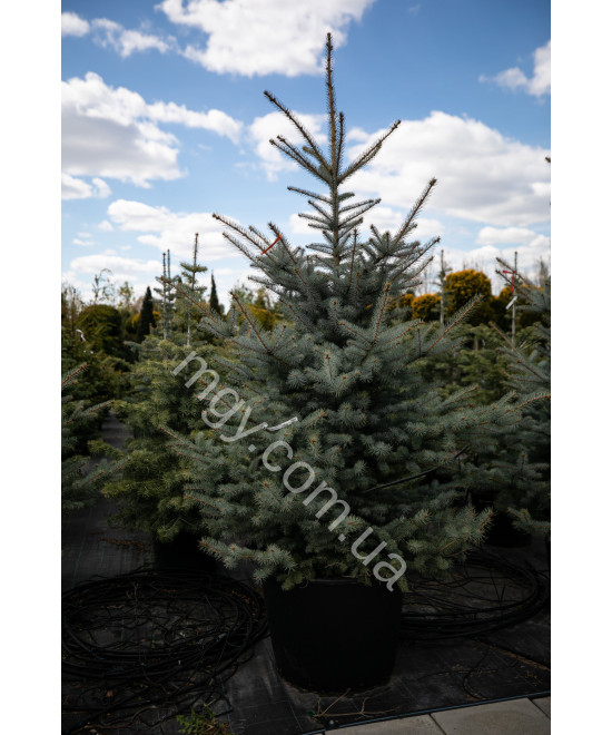 Ялина Колюча 'Блу Даймонд' (Picea Pungens Blue Diamond)