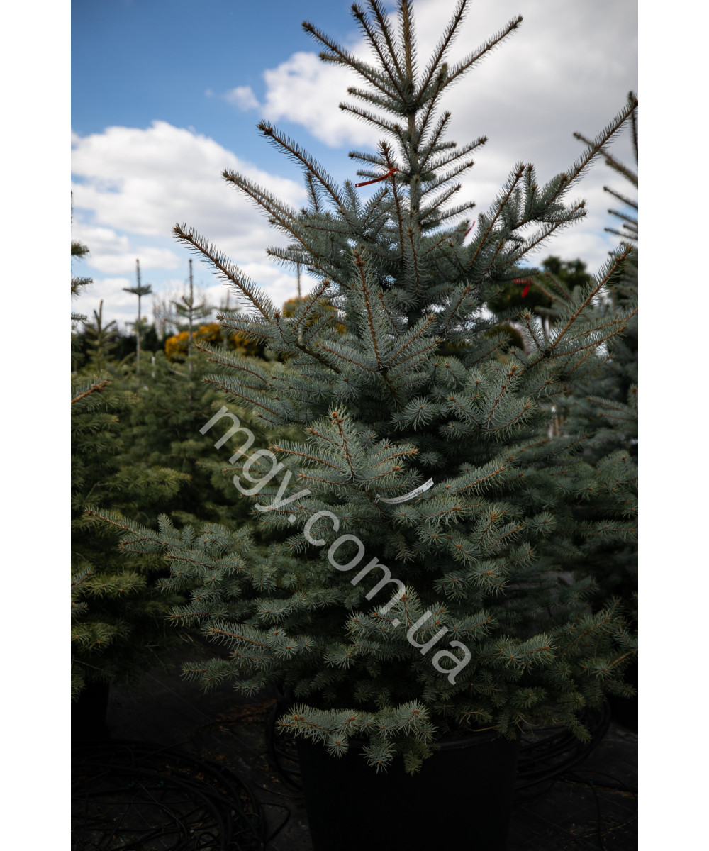 Ялина Колюча 'Блу Даймонд' (Picea Pungens Blue Diamond)