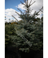 Ялина Колюча 'Блу Даймонд' (Picea Pungens Blue Diamond)