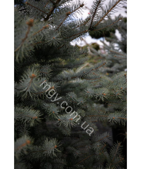 Ялина Колюча 'Блу Даймонд' (Picea Pungens Blue Diamond)