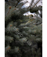Ялина Колюча 'Блу Даймонд' (Picea Pungens Blue Diamond)