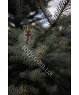 Ялина Колюча 'Блу Даймонд' (Picea Pungens Blue Diamond)