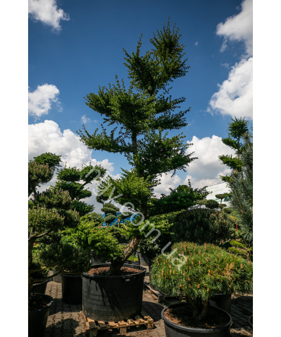 Модрина європейська (Larix decidua)