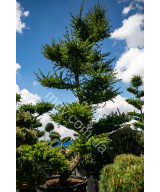 Модрина європейська (Larix decidua)
