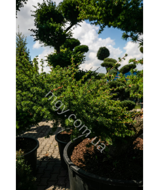 Модрина європейська (Larix decidua)