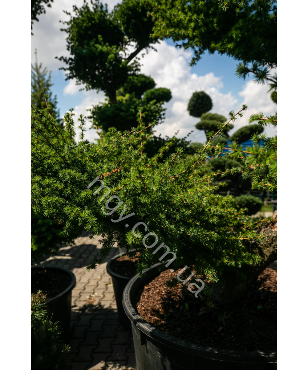 Модрина європейська (Larix decidua)