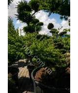 Модрина європейська (Larix decidua)