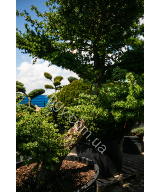 Модрина європейська (Larix decidua)