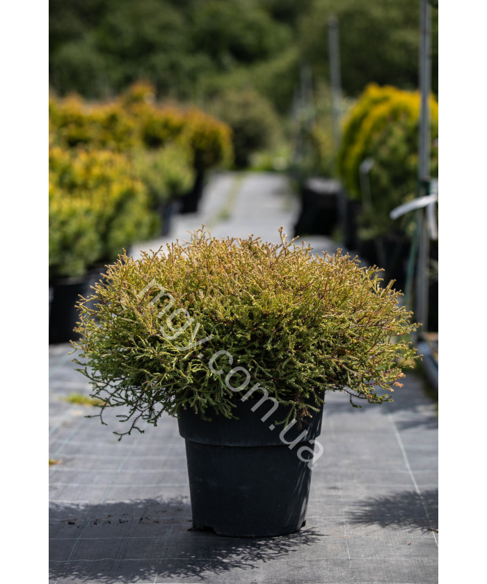 Туя Західна 'Містер Бовлінг Болл' (Thuja Occidentalis Mr. Bowling Ball)