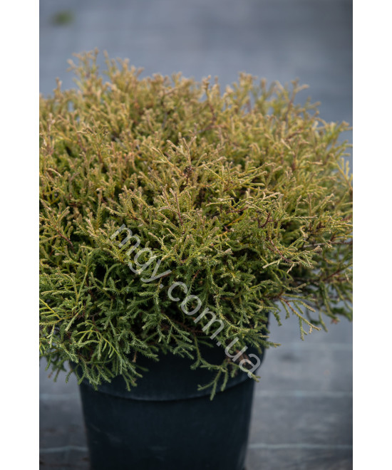 Туя Західна 'Містер Бовлінг Болл' (Thuja Occidentalis Mr. Bowling Ball)