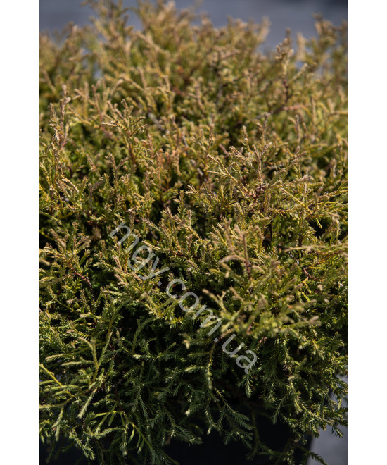 Туя Західна 'Містер Бовлінг Болл' (Thuja Occidentalis Mr. Bowling Ball)
